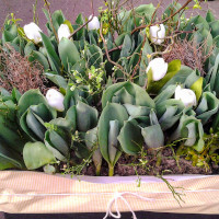Unser Tulpenbeet to go.