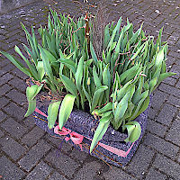 Unser Tulpenbeet to go.